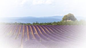 Lavender Fields Verdon