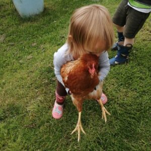 Rural Rules_Chickens