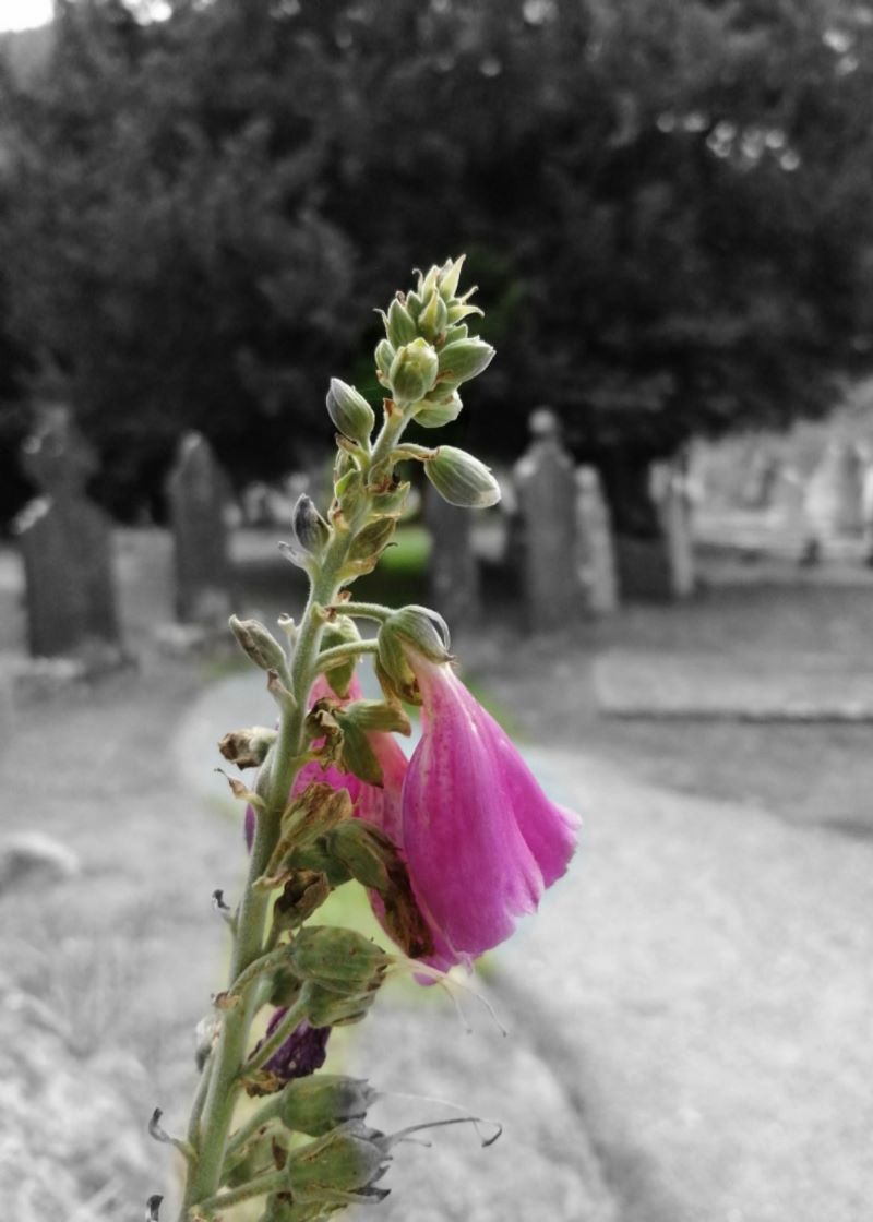 Graveart_Glendalough