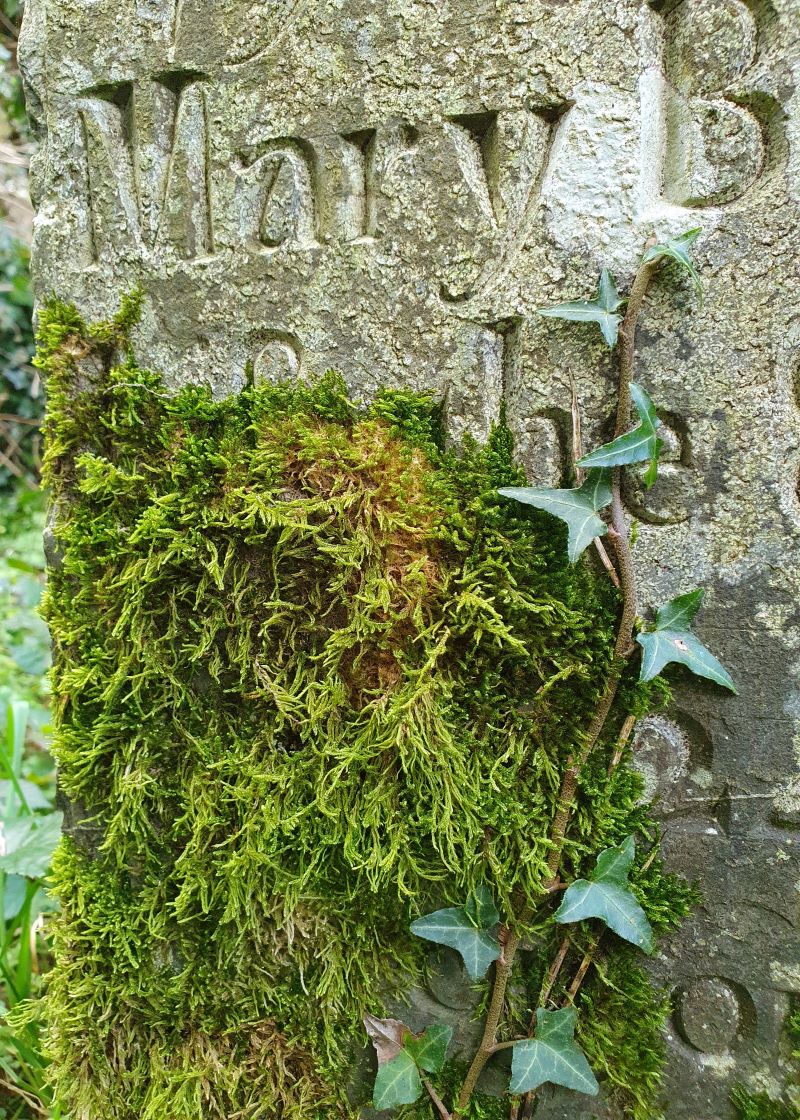 Ivy Art_Newcastle